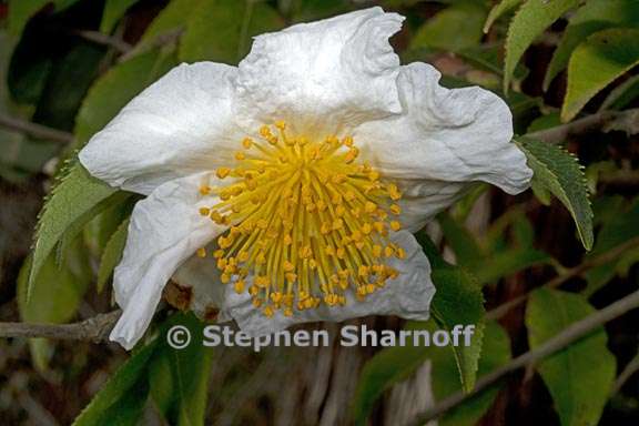 camellia yunnanensis 1 graphic